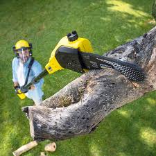 Best Tree Health Inspection  in Sleepy Hollow Lake, NY