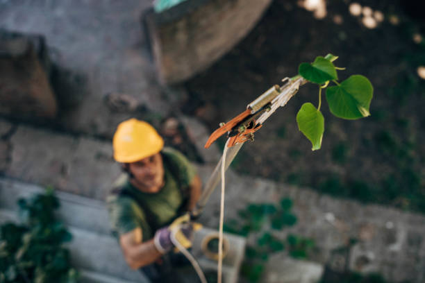 Best Tree Disease Treatment  in Sleepy Hollow Lake, NY