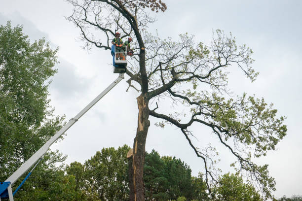 Best Arborist Consultation Services  in Sleepy Hollow Lake, NY