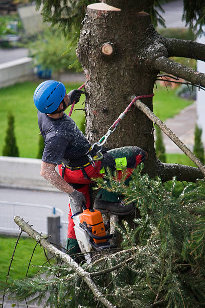 Best Utility Line Clearance  in Sleepy Hollow Lake, NY