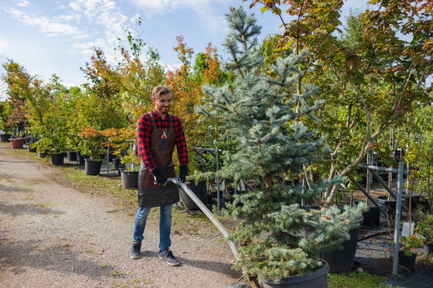 Tree and Shrub Care in Sleepy Hollow Lake, NY